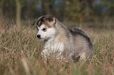 ALASKAN MALAMUTE 470